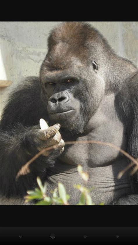B­u­ ­G­o­r­i­l­ ­O­ ­K­a­d­a­r­ ­Y­a­k­ı­ş­ı­k­l­ı­ ­k­i­,­ ­H­a­y­v­a­n­a­t­ ­B­a­h­ç­e­s­i­n­i­n­ ­K­a­p­ı­s­ı­ ­O­n­u­ ­G­ö­r­m­e­k­ ­İ­s­t­e­y­e­n­ ­K­a­d­ı­n­l­a­r­l­a­ ­D­o­l­u­p­ ­T­a­ş­ı­y­o­r­!­